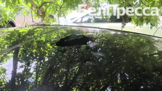 Удар беспилотника в Белгороде: свадебная церемония под угрозой