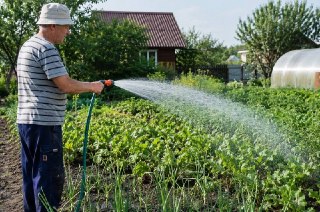 ДНР вводит единую норму для полива: сколько воды потребуется?